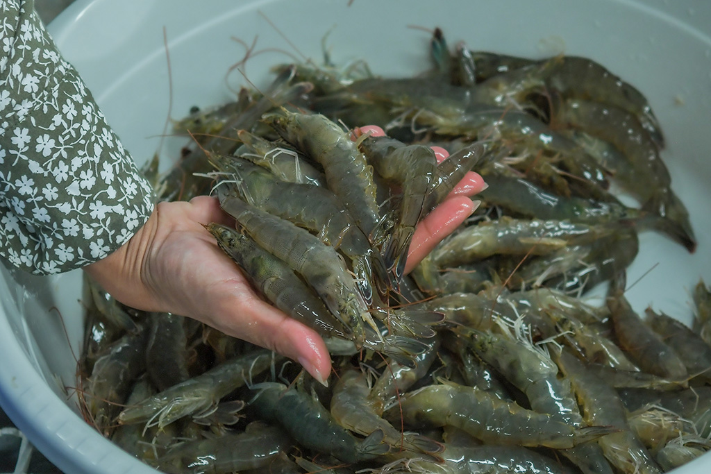 KUWAIT: Samples of the shrimp farmed as part of the project.