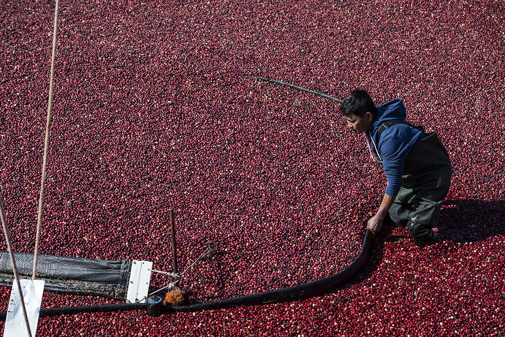 A worker uses a cranberry boom in a flooded bog to coral floating cranberries to a pump as they are harvested at Mann Farms in Buzzards Bay, Massachusetts.— AFP photos