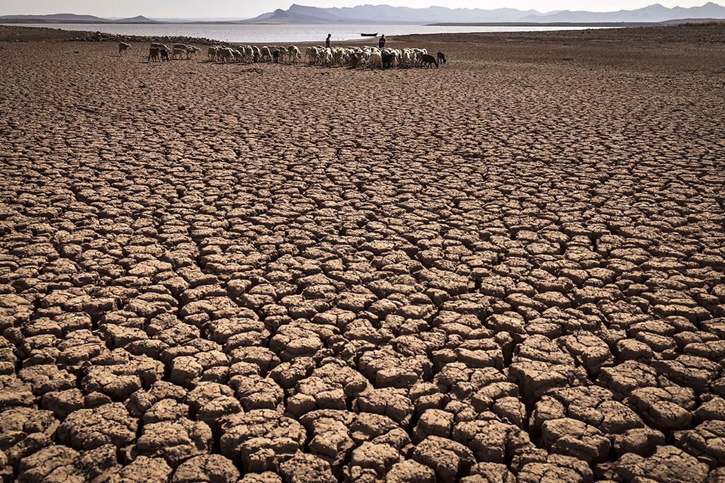 In this file photo taken on Aug 8, 2022, a herd of sheep walk over cracked earth at Al-Massira dam in Ouled Essi Masseoud village, some 140 km south from Morocco's economic capital Casablanca, amidst the country's worst drought in at least four decades. – AFP