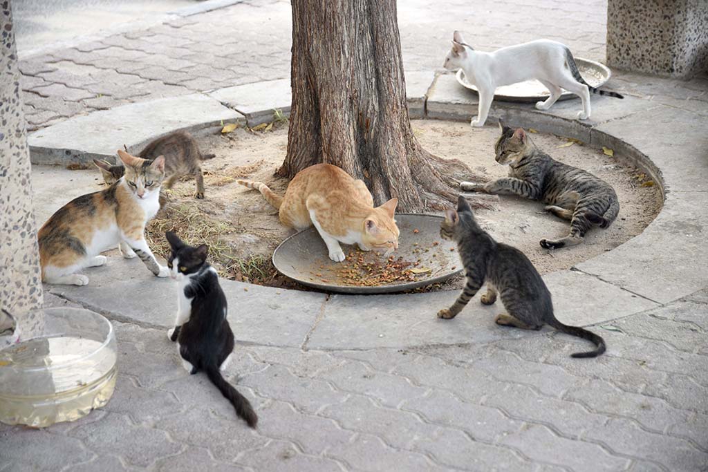 KUWAIT: Cats gather around a bowl near Gulf Road. –  Photo by Fouad Al-Shaikh