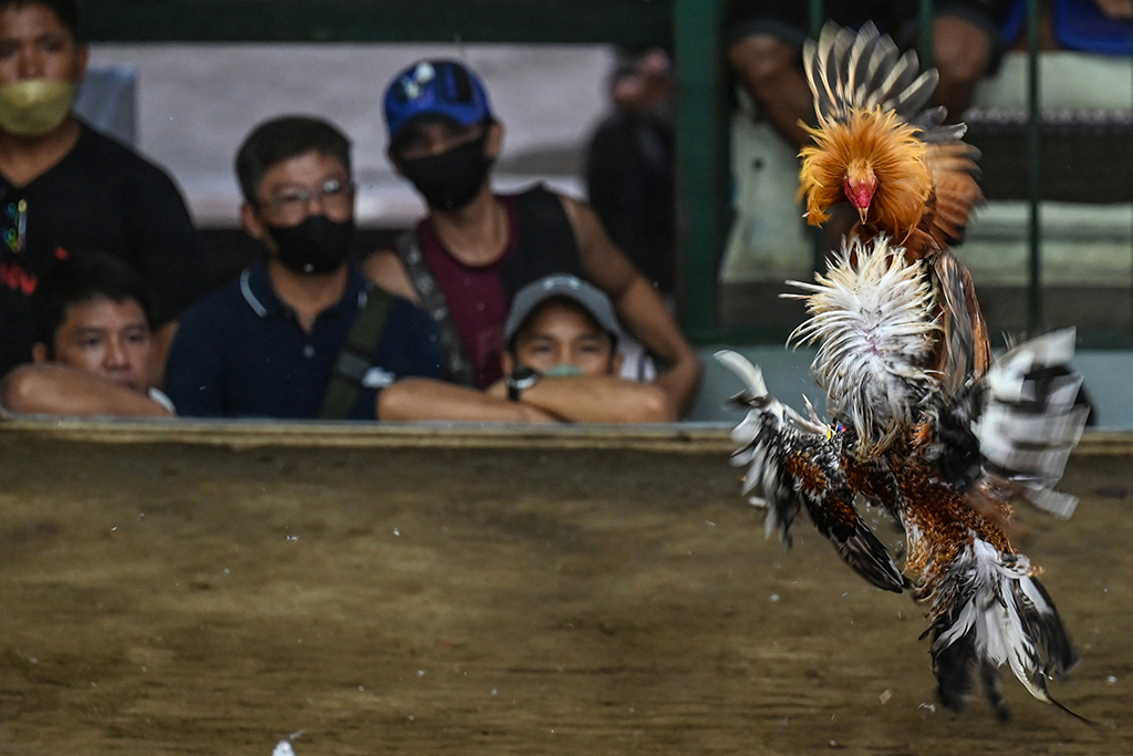 Men watch roosters during a cockfighting match at the San Pedro Coliseum in Laguna province. Shut for two years during the COVID-19 pandemic, traditional cockfighting arenas have reopened across the archipelago nation. Banned in many countries, cockfighting is hugely popular in the Philippines, where millions of dollars are bet on matches every week. – AFP photos