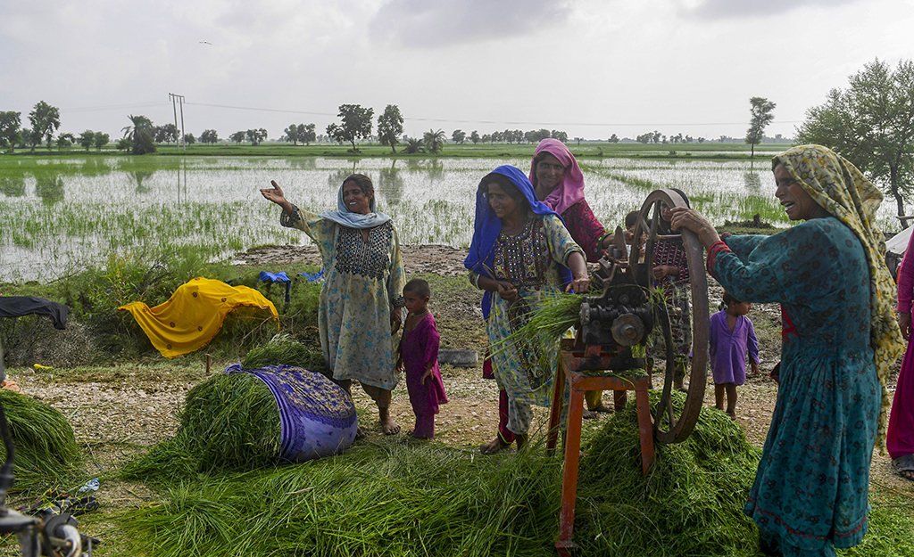 JACOBABAD, Pakistan: In this picture taken on August 26, 2022, flood-affected women chop animal feed beside damaged rice crops after heavy monsoon rains in Jacobabad, Sindh province of Pakistan. - AFP