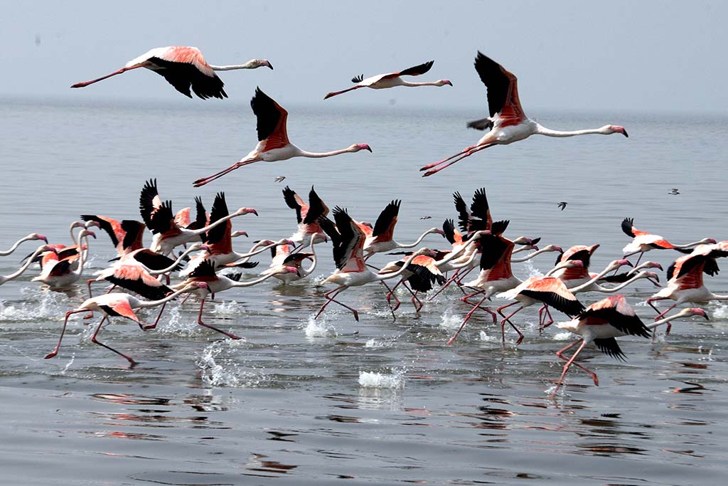 KUWAIT: Flamingos take flight from the Kuwait Bay. - Photo by Fouad Al-Shaikh