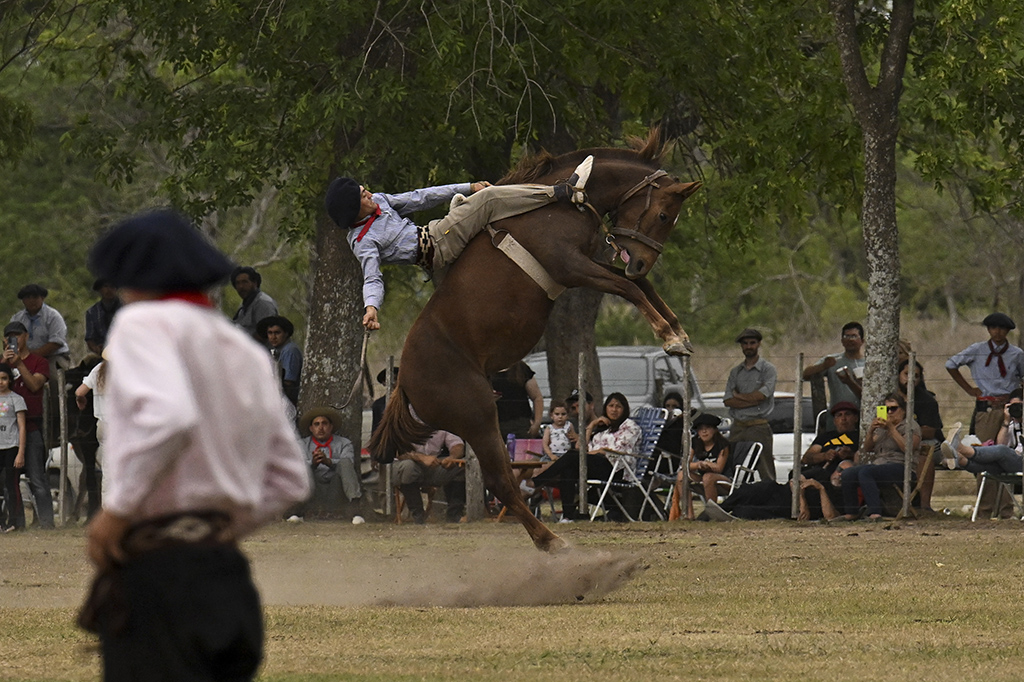 A gaucho falls from a colt at a rodeo exhibition during the 83rd Tradition Festival in San Antonio de Areco, Argentina.- AFP photos