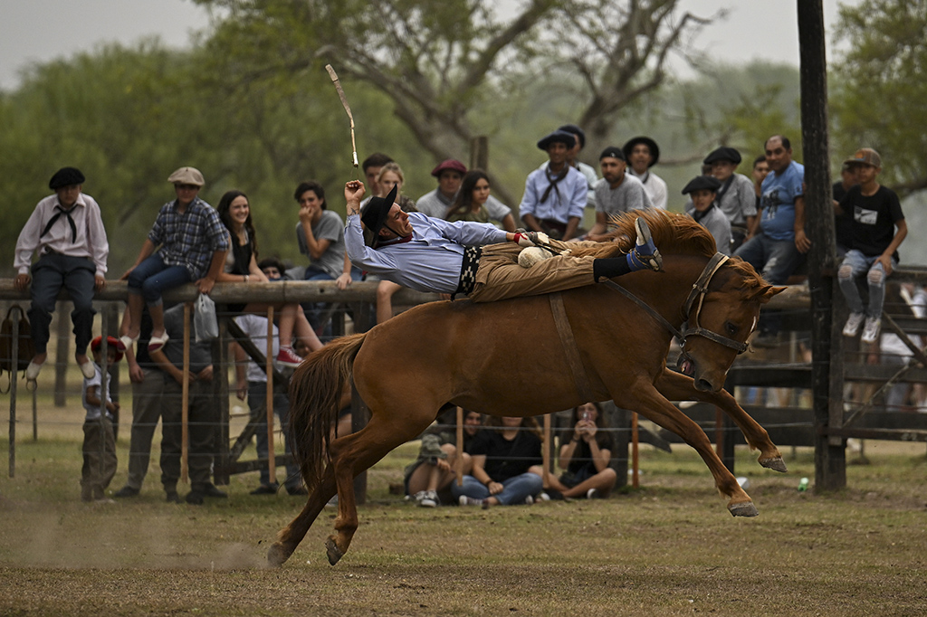 A gaucho falls from a colt at a rodeo exhibition during the 83rd Tradition Festival.