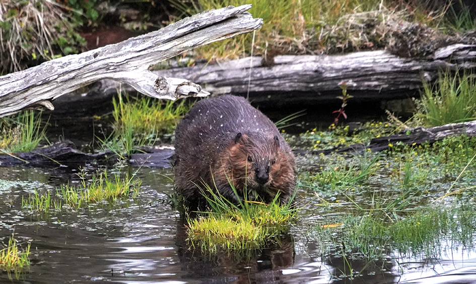 In this file photo a beaver enters the water in the forest near Puerto Williams, Chile. 