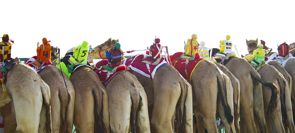 Camels ridden by mechanical robots race to the finish during a six kilometer race at the 12th International Camel Race in Kebd February 14, 2012. According to organizers, camel jockeys were replaced by mechanical robots since 2005 due to international pressure because camel owners were found to be involved in human trafficking, buying children from countries like Pakistan and India for their smaller frame and lighter weight to ride on the camels. Since the ban on human jockeys, owners have continued to race their camels, controlling the whip with their remotes as they follow the race trackside in their jeeps. A total of about 500 participants took part in the five day tournament to compete for 65 Toyota Land Cruisers in addition to cash prizes.  REUTERS/Stephanie McGehee (KUWAIT - Tags: ANIMALS SCIENCE TECHNOLOGY SOCIETY) - RTR2XUHR
