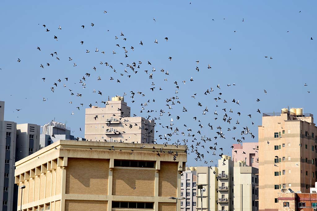 KUWAIT: A flock of pigeons flies over a building against the blue sky in downtown Kuwait. – Photo by Fouad Al-Shaikh