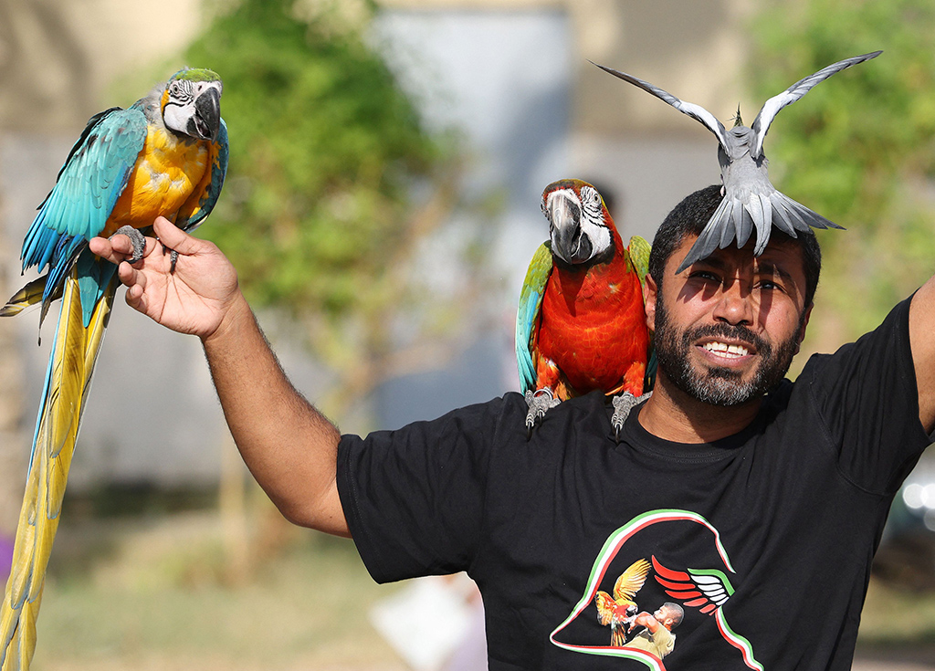 An aficionado holds macaws during a show at the weekend. — Photo by Yasser Al-Zayyat