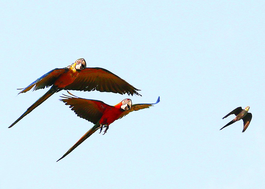 A cockatiel and two cascos soar in the Kuwaiti skies. – Photo by Yasser Al-Zayyat
