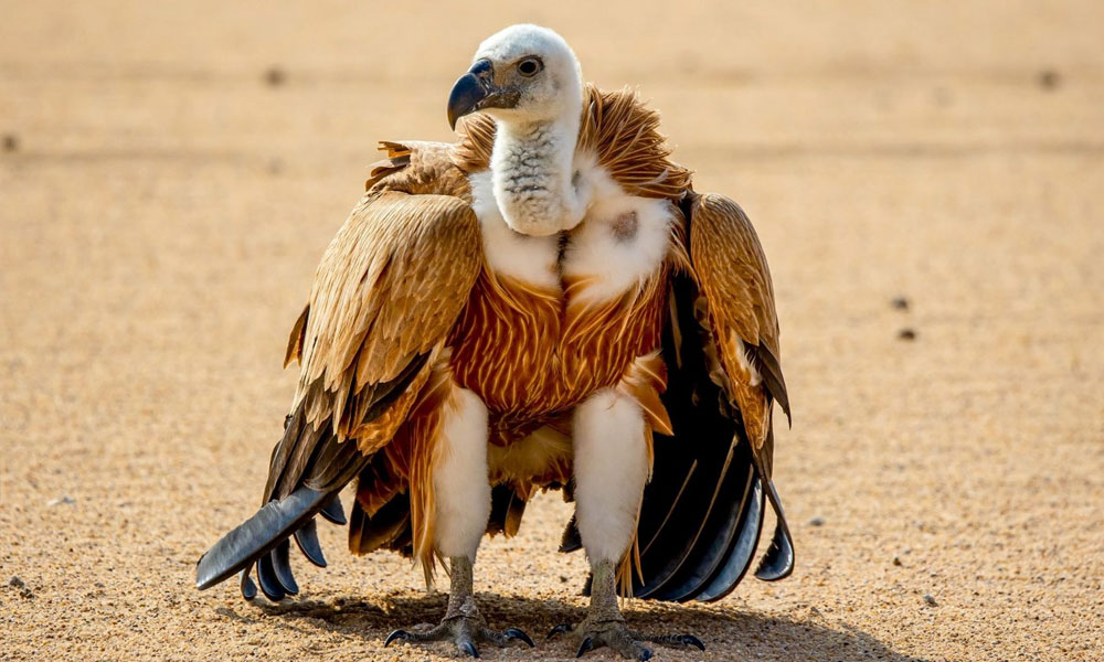 Kuwait Environment Lens Team spots the Eurasian griffon vulture in Al-Salmi. - KUNA 