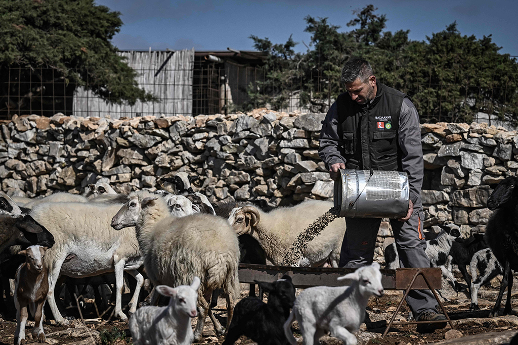 NAXOS, Greece: Shepherd Yannis Vavoulas, 42, feeds his animals at his farm on this Aegean island on Nov 11, 2022. – AFP photos