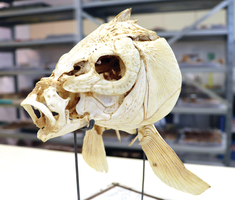 This handout photograph shows a skull of a modern carp fish.