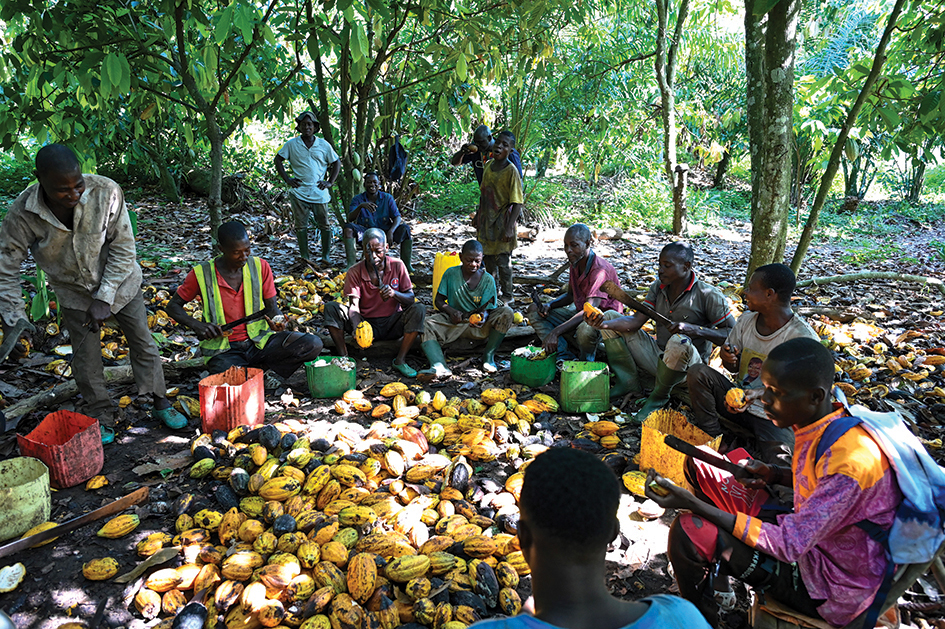 DJEKANOU, Ivory Coast: Cocoa farmers extract cocoa beans at a cocoa plantation near Bringakro village, in Djekanou sub-prefecture, on November 17, 2022. - AFP