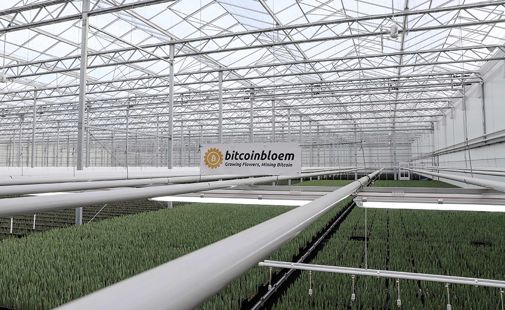 This photograph taken on Dec 7, 2022 shows tulips and aloe vera plants growing in a greenhouse heated with bitcoin miners near Amsterdam. - AFP