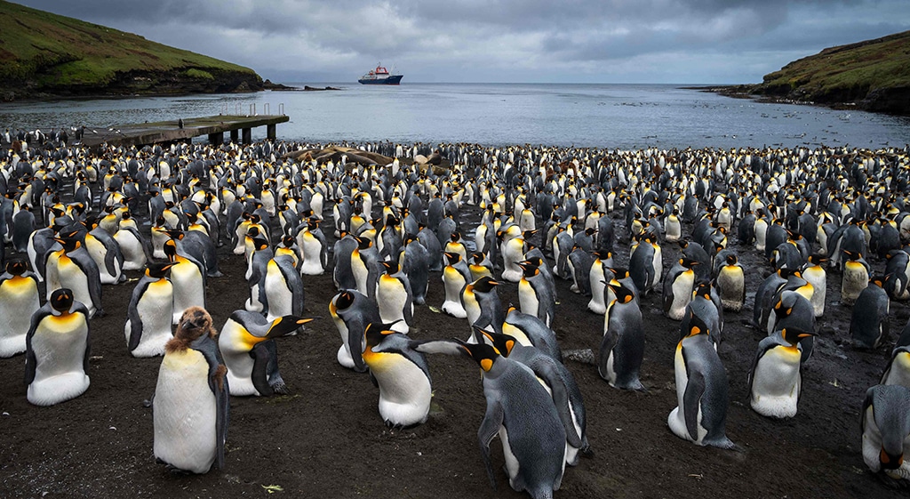 Thousands of penguins (Manchots Royaux) are pictured on Dec 20, 2022 on Possession Island, part of the Crozet Islands which are a sub-Antarctic archipelago of small islands in the southern Indian Ocean. – AFP photos