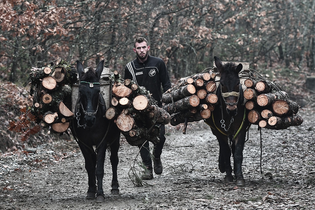 GREVENA, Greece: A lumberjack walks as a mule carry wood in a forest near Grevena, northern Greece. Their arduous work, a local tradition which goes back generations, has become all the more vital this winter amid soaring prices for heating fuels. -- AFP
