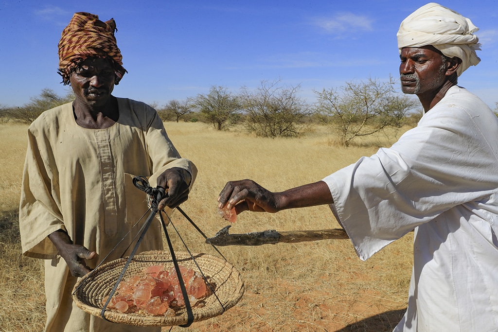 Sudanese men harvest gum arabic sap. Gum arabic acacia trees are not only tapped to produce valuable sap, but also help farmers relying on increasingly erratic rainfall by boosting moisture for their crops, making the difference between a healthy harvest or failure. - AFP photos