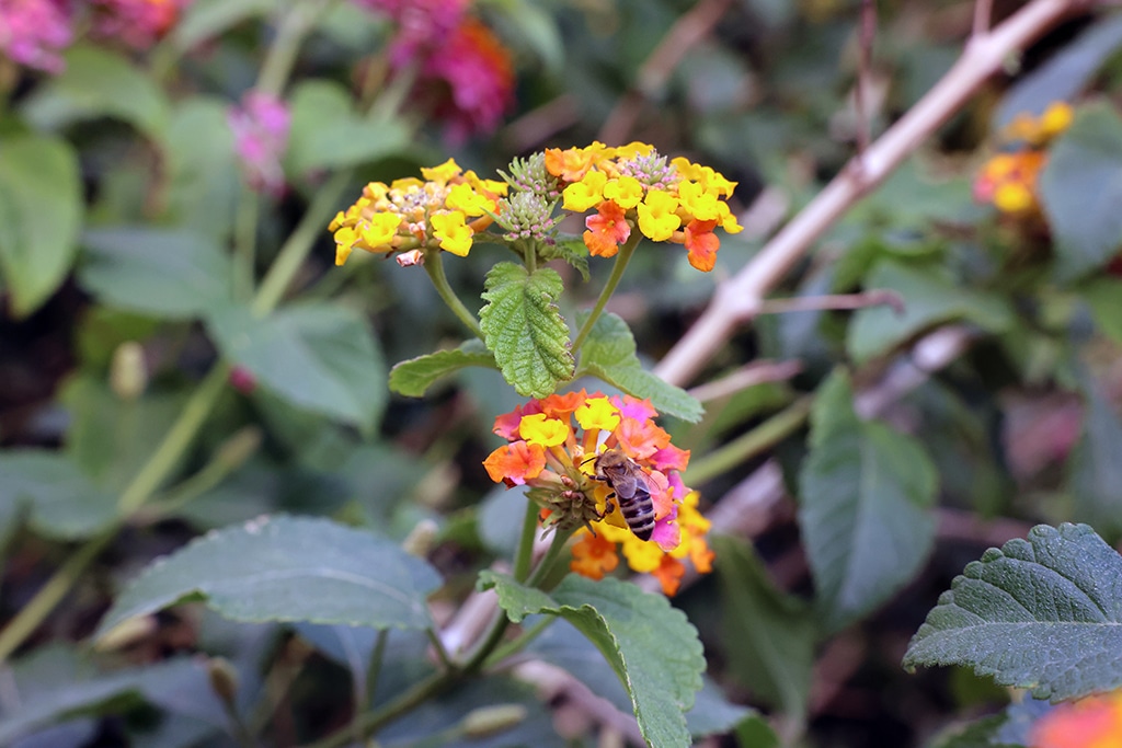 A bee is seen collecting nectar from a Lantana flower blooming at a green space in Kuwait. The usually dry lands of Kuwait are now covered with lush greenery and plants following heavy rainfalls in recent weeks. – Photo by Yasser Al-Zayyat