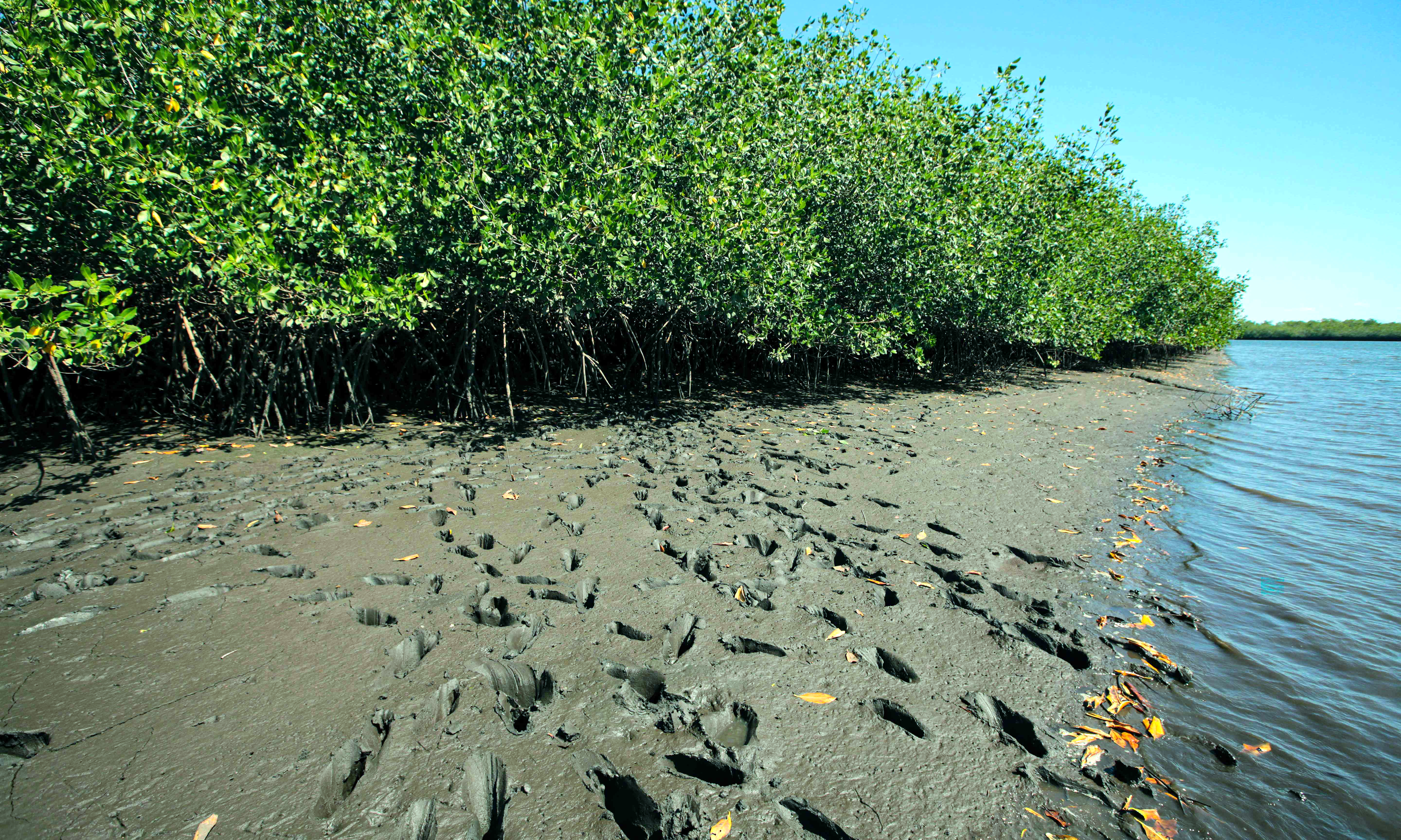 View of footprints of black shell female collectors at a mangrove swamp near the town of Aserradores, Pacific Coast of Nicaragua.