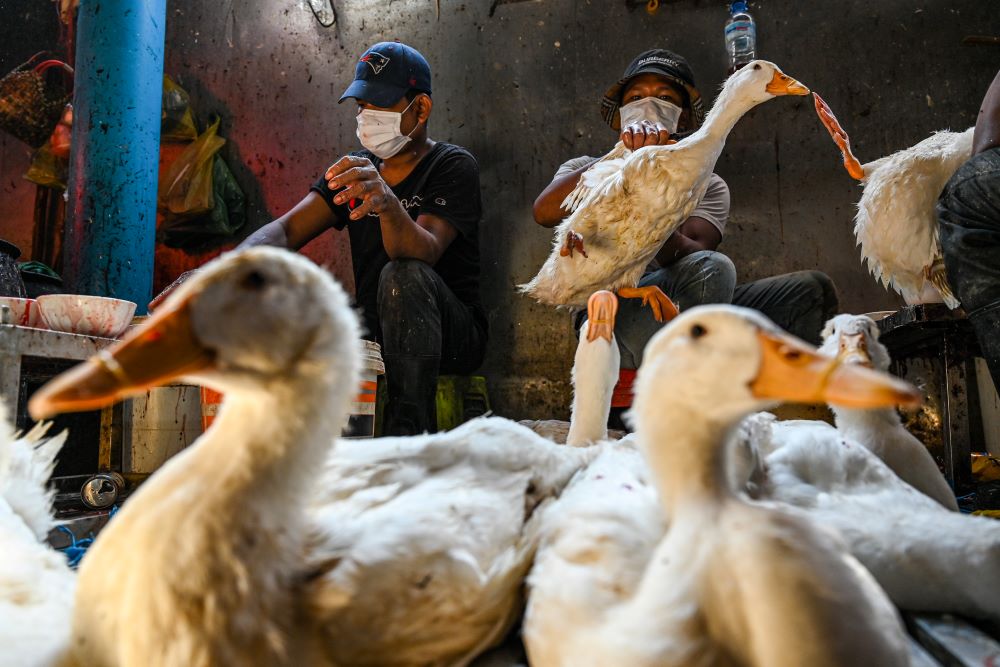 Phnom Penh: Workers prepare ducks at a market in Phnom Penh on February 24, 2023. The father of an 11-year-old Cambodian girl who died earlier in the week from bird flu tested positive for the virus, health officials said.- AFP