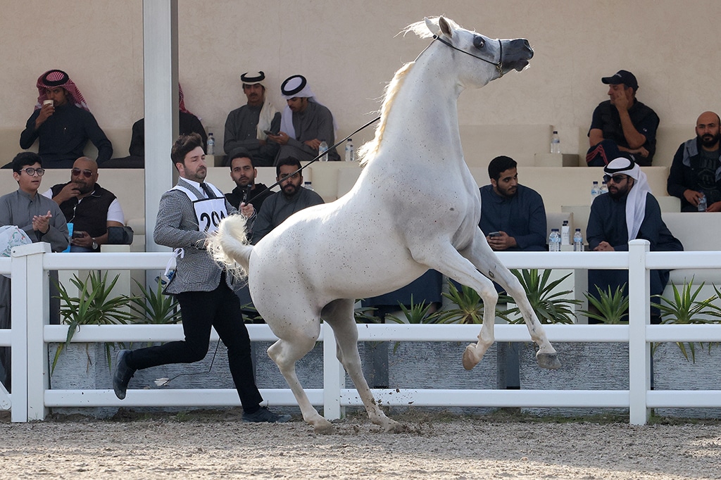 Horses are paraded during the 10th International Arabian Horse Festival at the Bait Al-Arab Arabian Horse Center. - Photos by Yasser Al-Zayyat