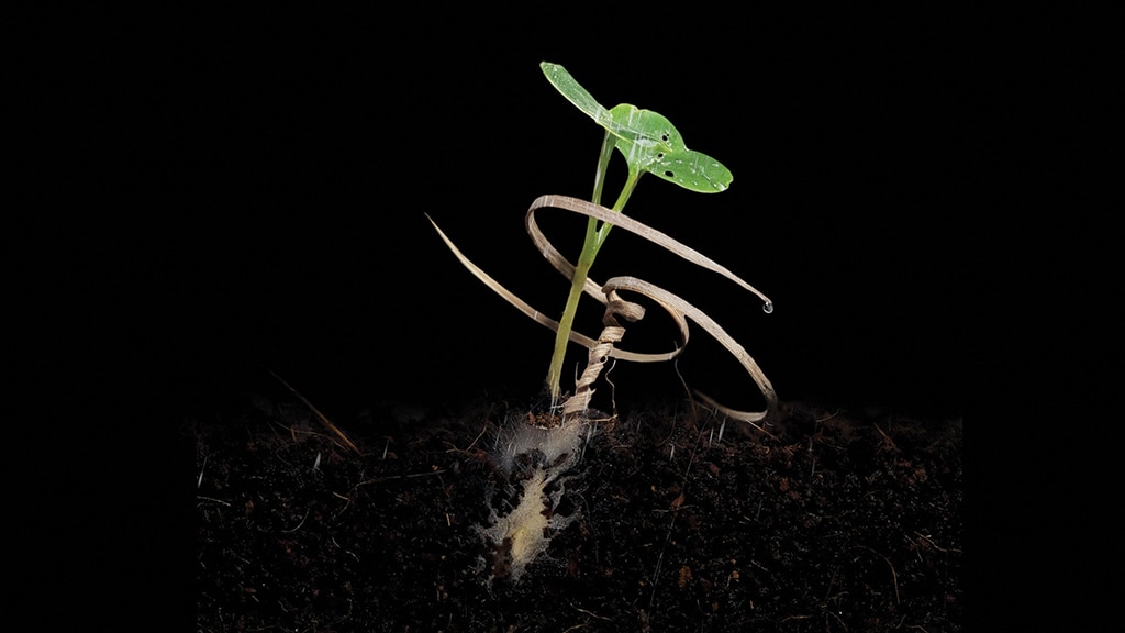 Handout image shows a biodegradable seed carrier with a seed growing at an undisclosed location. - AFP