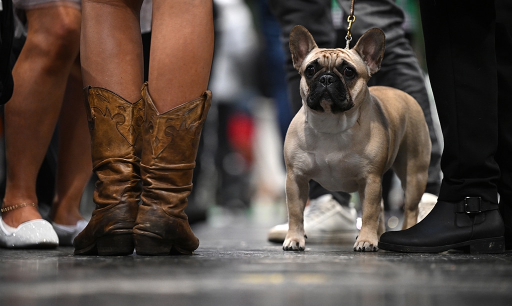 In this file photo A French Bulldog stands with its handler on the final day of the Crufts dog show at the National Exhibition Centre in Birmingham, central England.- AFP photos