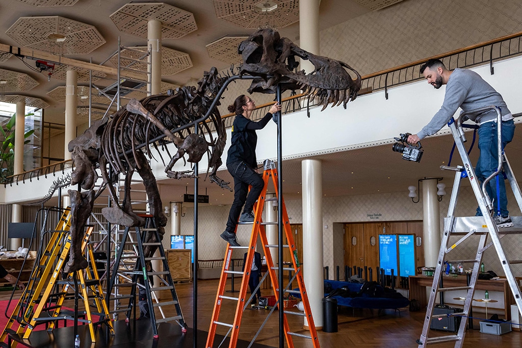 In this photograph Yolanda Schicker-Siber (left) takes part in the installation of 'Trinity' a Tyrannosaurus-Rex skeleton dating back 67-million years which will be auctioned in Switzerland on April 18, 2023, marking the first such sale in Europe.—AFP photos