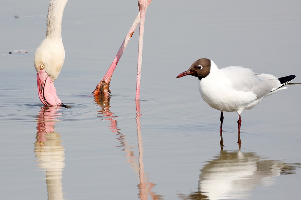 KUWAIT: Herons, flamingos and brown-headed gulls are pictured at a beach in Kuwait City on March 4, 2023. — Photos by Yasser Al-Zayyat
