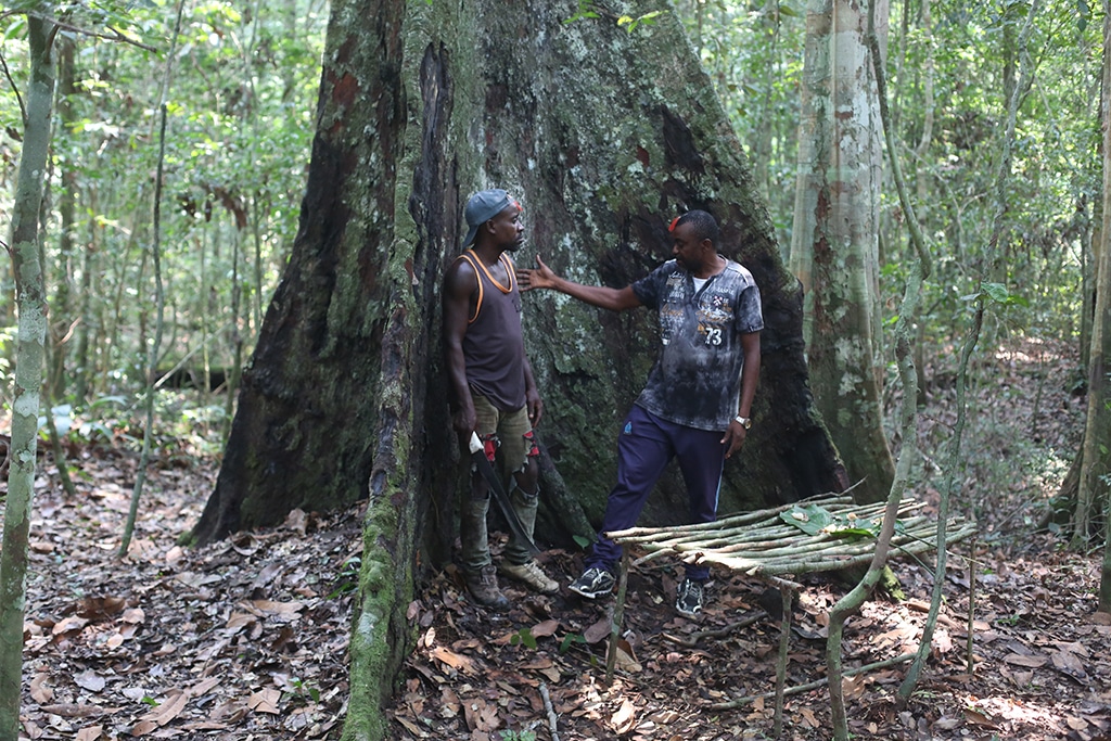 MAKOKOU, Gabon: Arsène Ibaho (right) explains where their great grandparents were once buried, while standing in front of the sacred Kevazingo tree near Makokou on February 14, 2023. - AFP