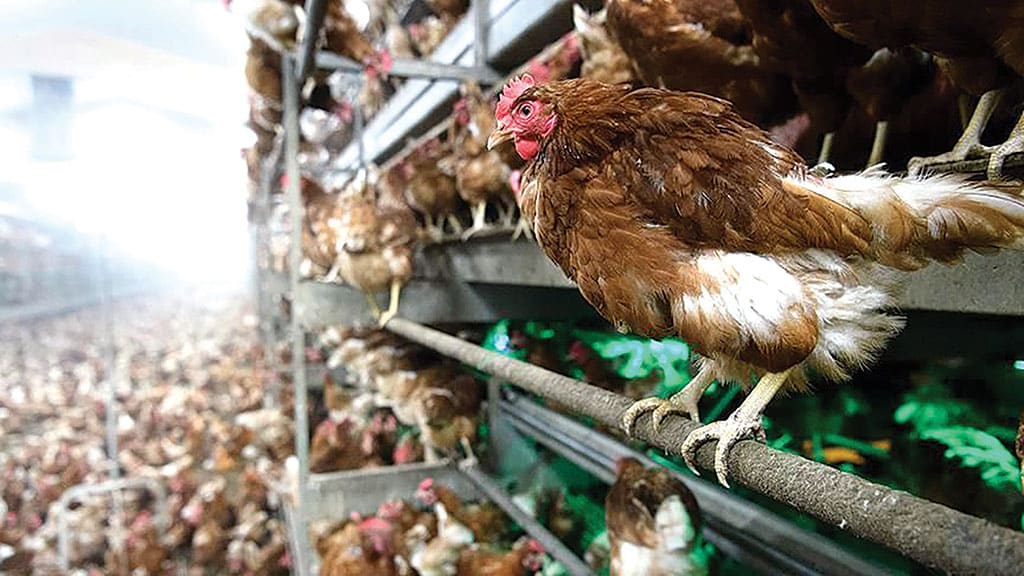 TOKYO: Egg-laying hens make up more than 90 percent of birds in the process of being culled, according to the agriculture ministry, limiting the supply of eggs and pushing prices higher.