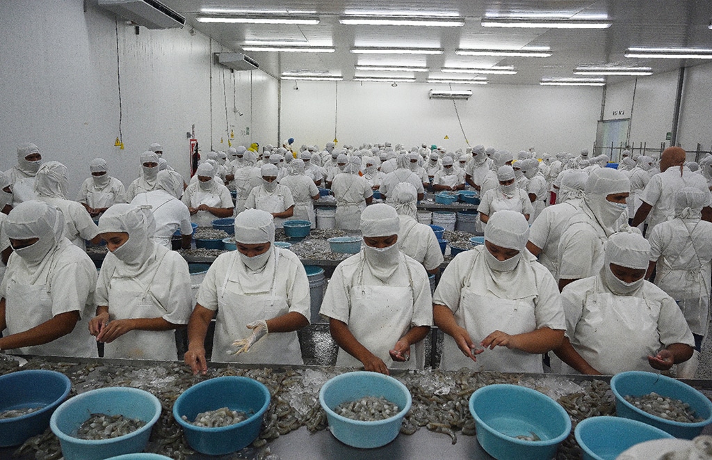 CHOLUTECA, Honduras: People work during the shrimp peeling process for their exportation in Choluteca, Honduras. – AFP