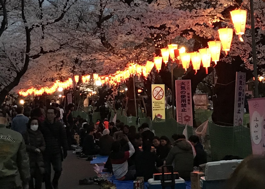 Lanterns and cherry blossom trees.