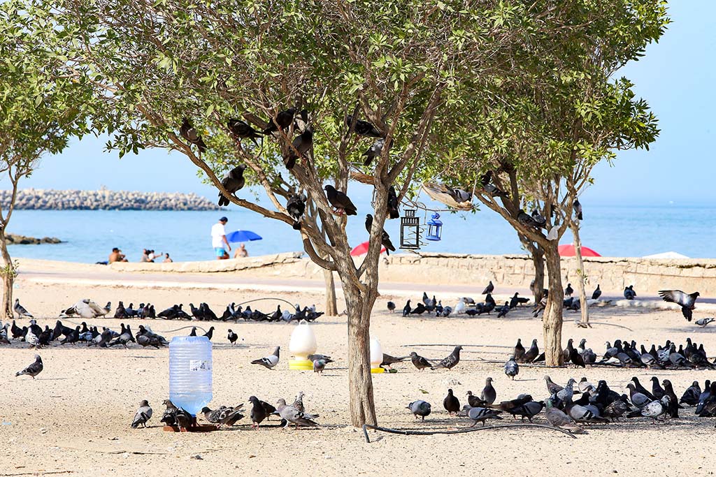 KUWAIT: Pigeons take cover under the shade of trees on the seafront of Kuwait City. The Meteorological Department predicts that the weather will be hot during the day and moderate-to-cold at night with chances of scattered light rains and thunderstorms in the evening. — Photo by Yasser Al-Zayyat