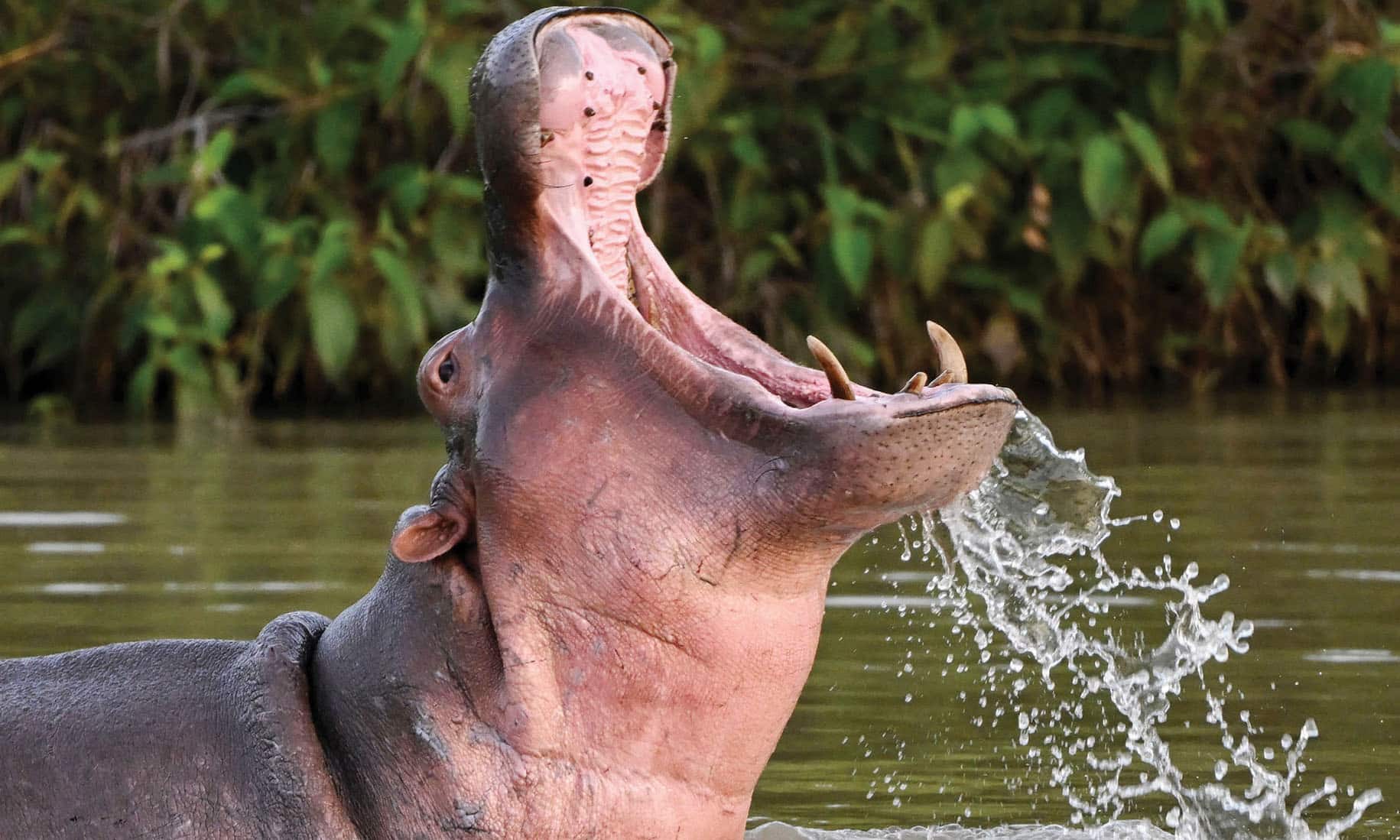 A hippo -- descendant from a small herd introduced by drug kingpin Pablo Escobar -- is seen in the wild in a lake near the Hacienda Napoles theme park. — AFP photos