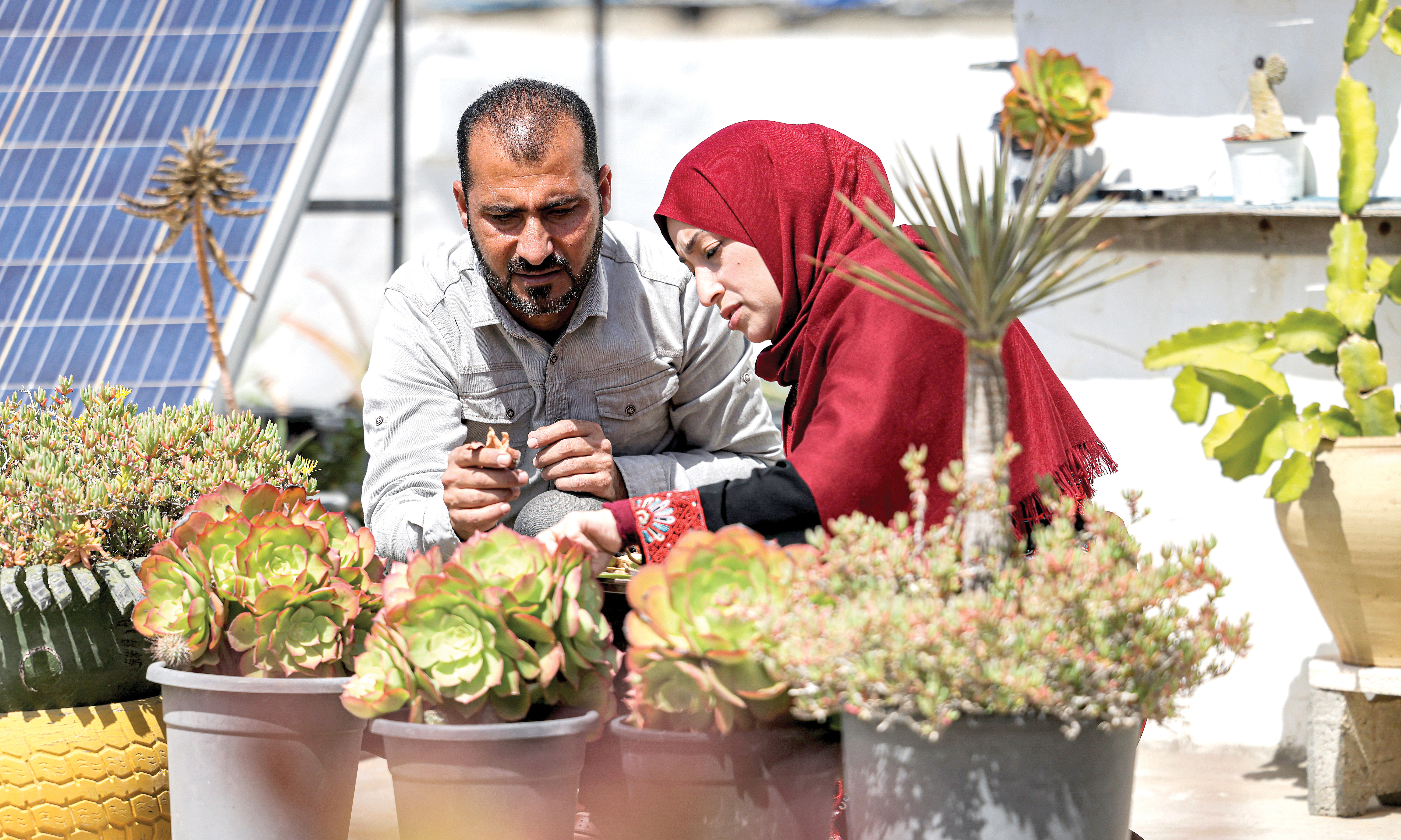DEIR EL-BALAH, Palestinian Territories: In this picture taken on March 29, 2023, Salama Badwan, a 40-year-old Palestinian man, and his wife Alaa, 40, tend to Aloe Vera plants grown on their roof to be used for oil extraction and soap-making, at their home in Deir Al-Balah in the centre of the Gaza Strip. -- AFP