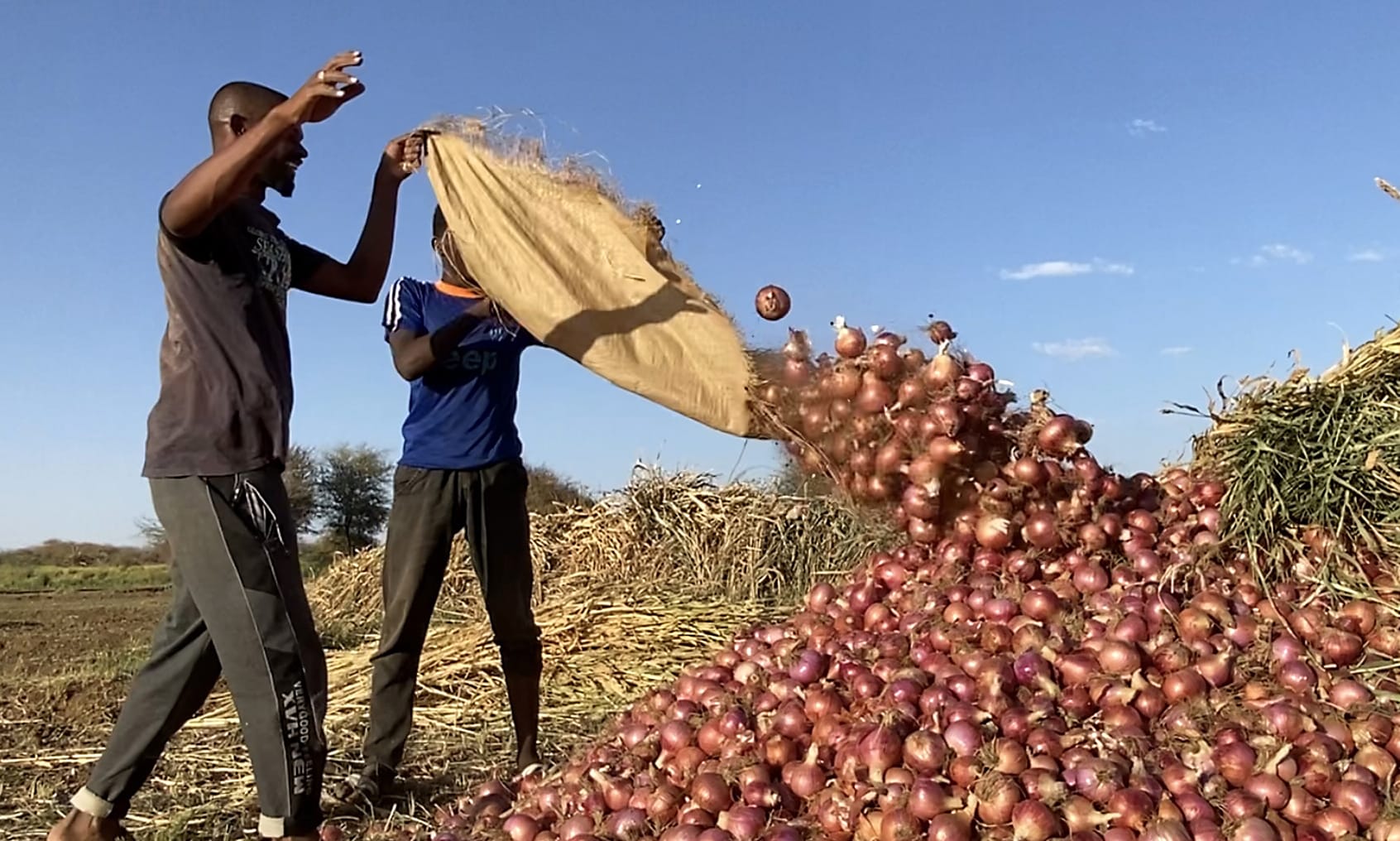 AL-JAZIRAH, Sudan: Sudanese men harvest onions in the region of Jazira, south of Khartoum. As fighting in Khartoum shows no signs of abating, small business owners have been left at a loss with no prospect of making up weeks of unmitigated downturn. – AFP