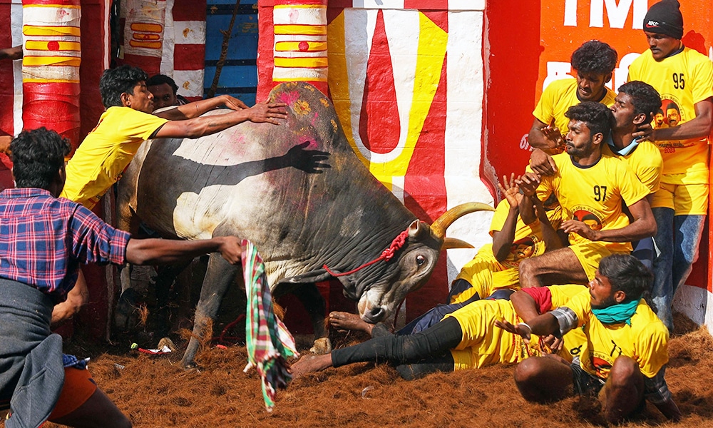 MADURAI: File photo taken on January 17, 2023, a participant (L) tries to control a bull during an annual bull-taming festival 'Jallikattu' in Palamedu village on the outskirts of Madurai. – AFP