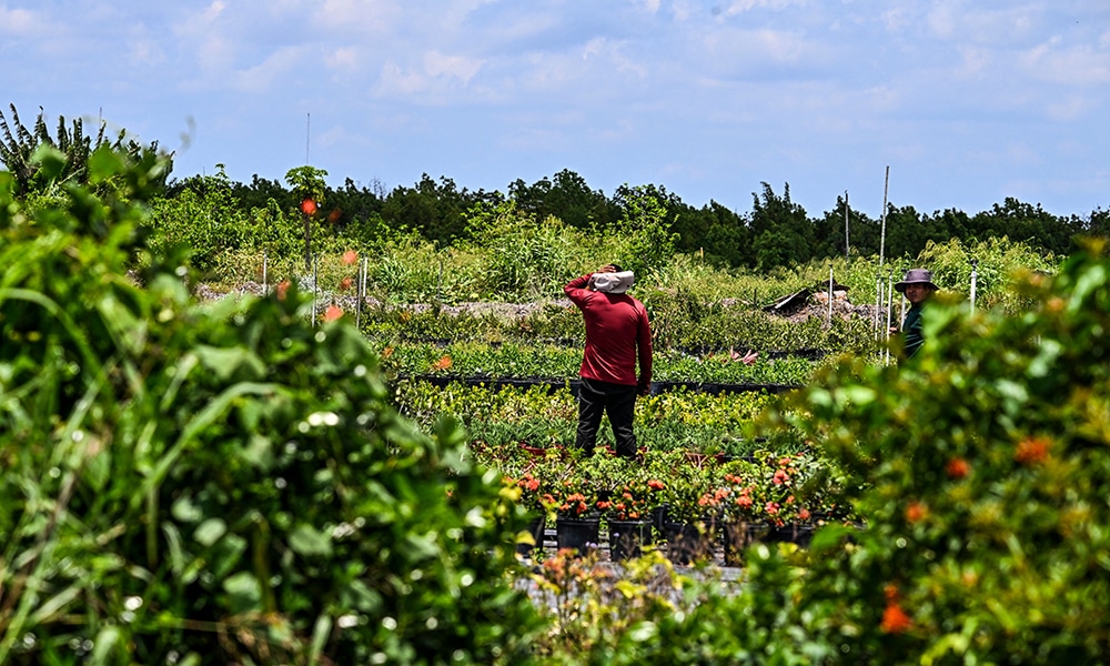 HOMESTEAD, Florida:  A migrant worker works on a farm land in Homestead, Florida on May 11, 2023. DeSantis on May 10 signed what he called the 'strongest anti-illegal immigration bill in the nation' to bar undocumented workers from taking jobs in the state. – AFP