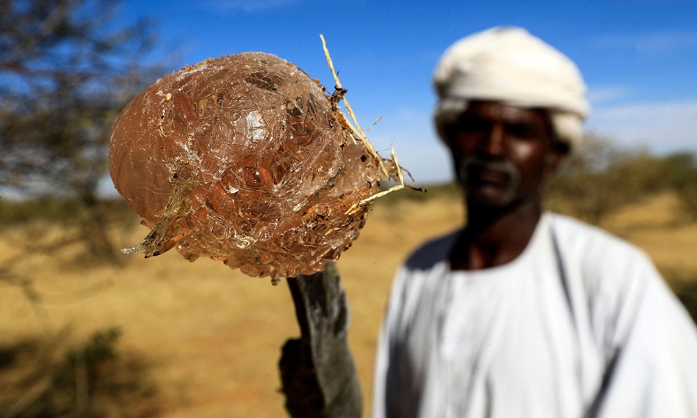 DEMOKAYA, Sudan: A Sudanese man shows freshly-harvested gum arabic resin on the tip of a 'sunki', in the state-owned Demokaya research forest some 30km east of El-Obeid. – AFP
