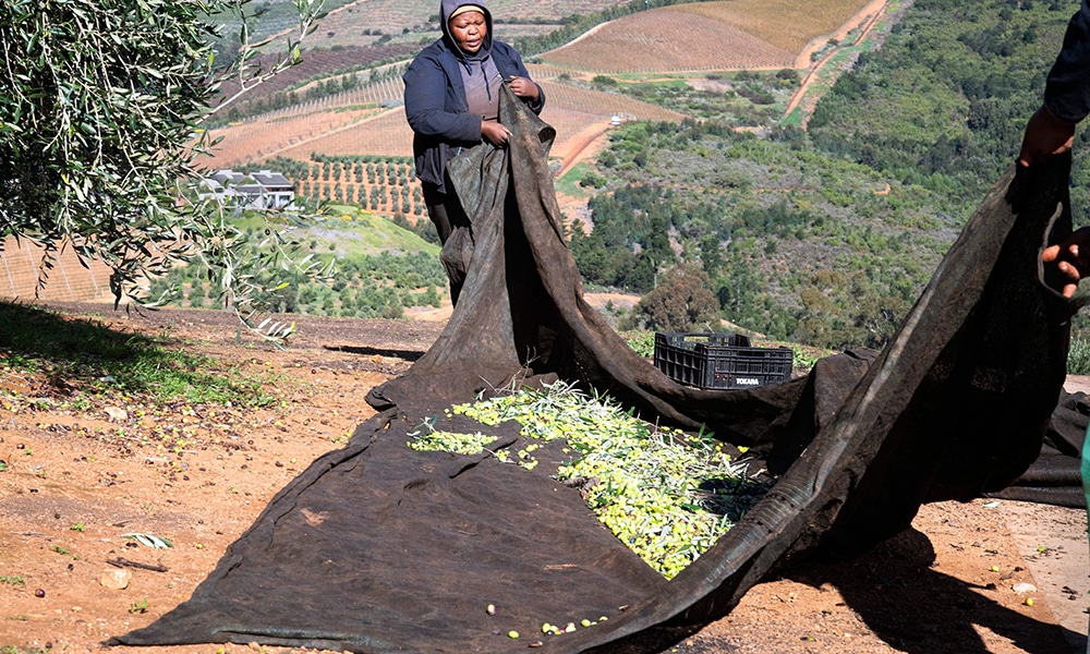 Workers collect recently picked Frantoio olives on nets.