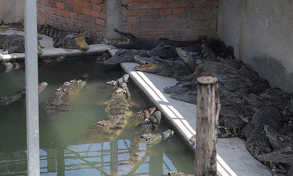 SIEM REAP: Crocodiles rest at a reptile farm on May 26, 2023 after a 72-year-old man was killed by the animals in the enclosure. – AFP