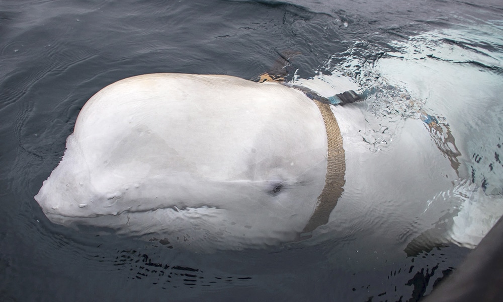This file handout photo released by Norwegian Directorate of Fisheries (Sea Surveillance Service) shows a white whale wearing a harness, which was discovered by fishermen off the coast of northern Norway. --AFP