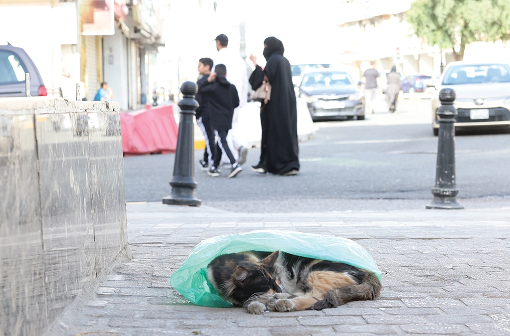 KUWAIT: A cat sleeps inside a plastic bag on the sidewalk at Souq Mubarakiya in Kuwait City. Hundreds of stray cats can be found roaming the streets of Kuwait in the absence of a government-funded animal shelter. – Photo by Yasser Al-Zayyat