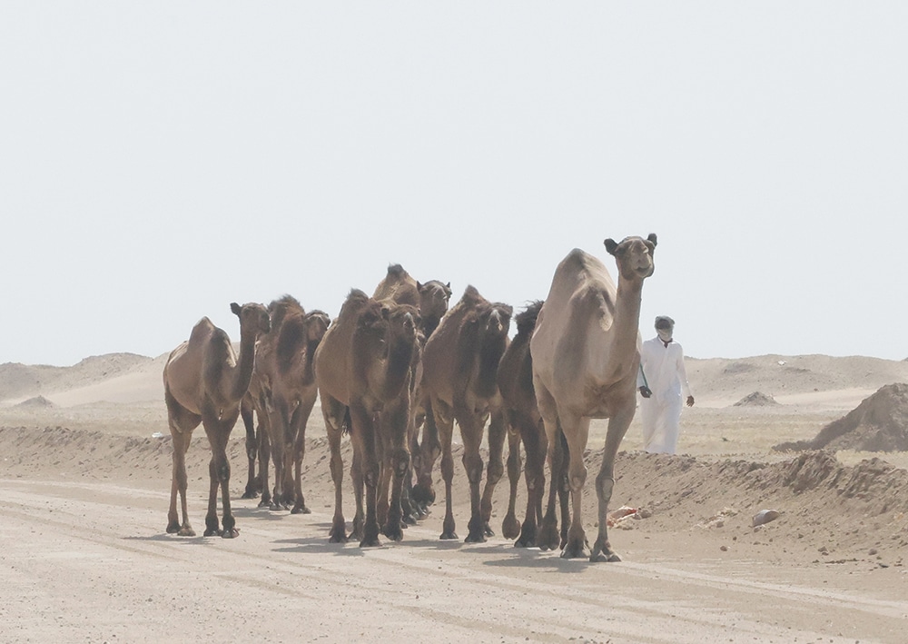KUWAIT: A herder leads his camels through the dessert in northern Kuwait. -- Photo by Yasser Al-Zayyat