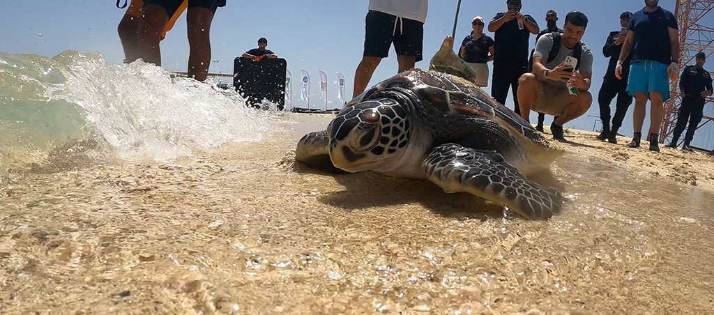 KUWAIT: Environment Public Authority is working on three environmental initiatives on the island, cultivating coral, releasing turtles marked for extinction and tracking them, and cleaning the seabed from waste.- KUNA photos