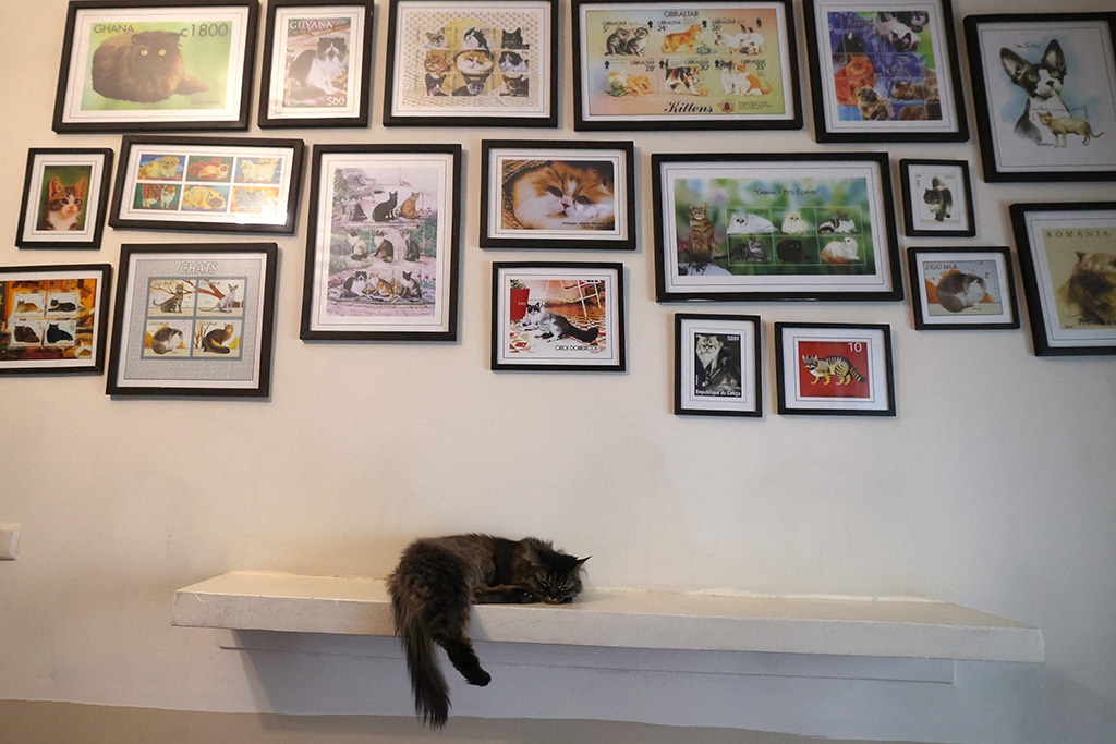A cat rests at the 'meowseum'. - AFP photos