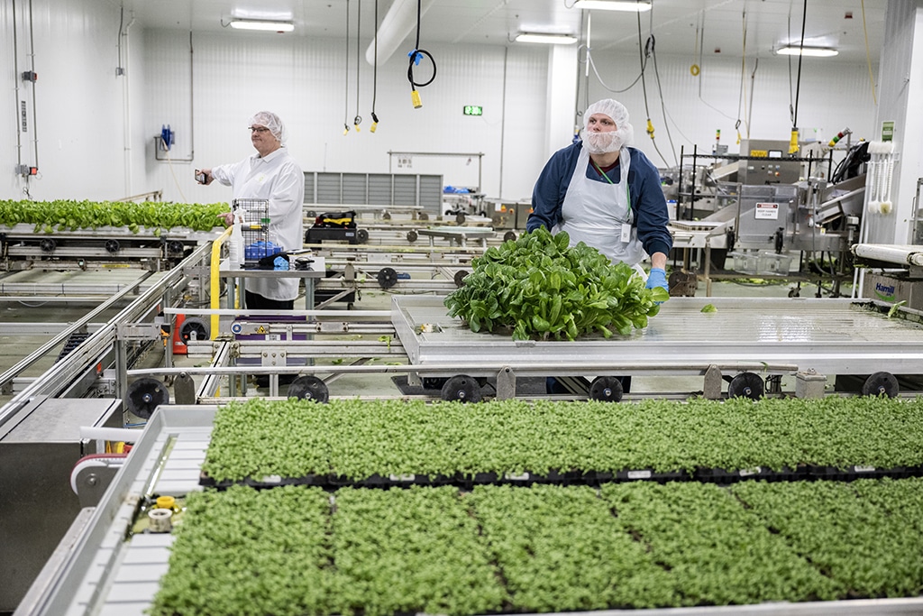 NOTTINGHAM: Timmy Frey (right) and Back Half supervisor, Mike Riddle, prepare to harvest a tray of leafy greens at a Bowery farm in Nottingham, Maryland. Bowery Farming operates three commercial farms and is the largest vertical-farming company in the United States, manipulating light, humidity, temperature, and other conditions to grow produce. – AFP