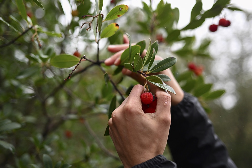AURIOL: Stephanie Singh, forestry engineer in charge of forestry and energy transition at the Regional Natural Park (PNR) of the Sainte-Baume in the Var, collects fruit from arbouses or strawberry trees in Auriol, southern France.- AFP